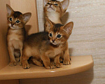 Кошки в Калаче-На-Доне: Абиссинские котята, 25 000 руб. - фото 5