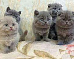Кошки в Москве: Шотландские котята, 6 000 руб. - фото 1
