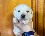 Собаки в Солнечногорске: Лабрадор палевый мальчик для резервирования РКФ Мальчик, 100 000 руб. - фото 2