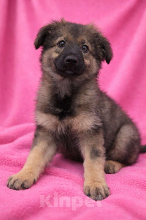 Собаки в Москве: Щенок девочка Шери в поисках дома Девочка, Бесплатно - фото 3