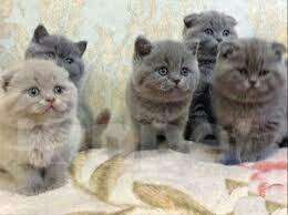 Кошки в Москве: Шотландские котята, 6 000 руб. - фото 1