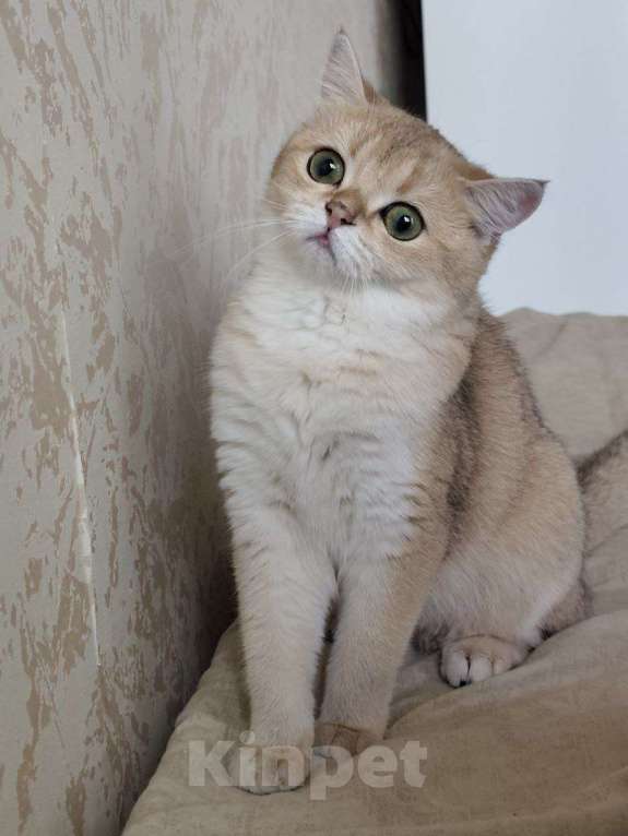 Кошки в Москве: Британская короткошёрстная кошка Девочка, 50 000 руб. - фото 2