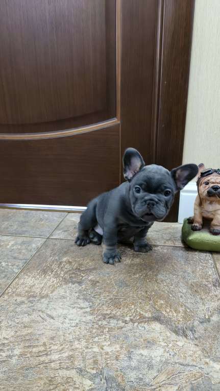 Собаки в Белореченске: Французский бульдог Девочка, Бесплатно - фото 9