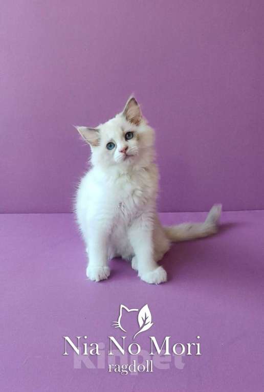Кошки в Пензе: Котёнок девочка породы Рэгдолл - Beatrice Девочка, 55 000 руб. - фото 1