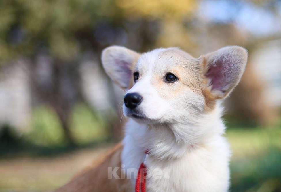 Собаки в Донецке: Продаются щенки вельш корги пемброк Мальчик, 70 000 руб. - фото 2