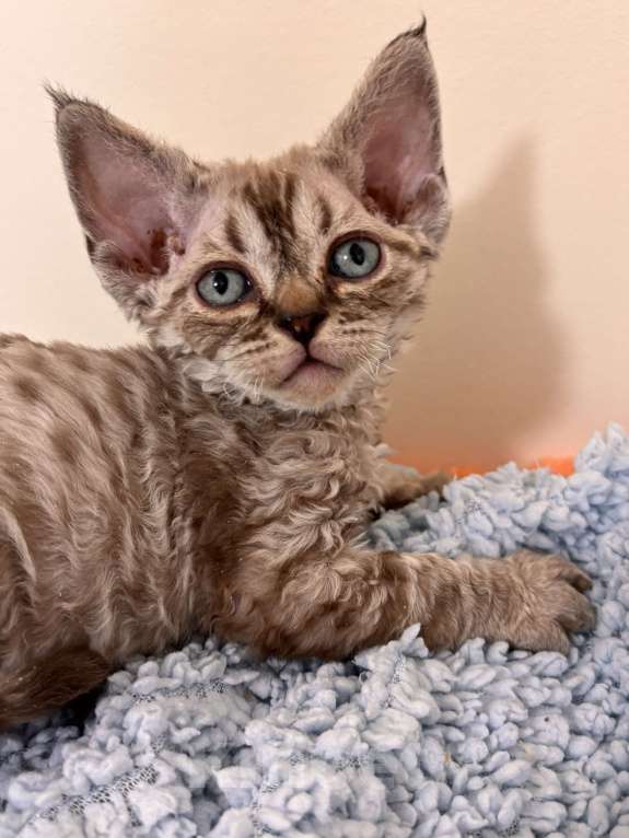 Кошки в Лобне: Голубоглазая красотка девон рекс Девочка, Бесплатно - фото 2