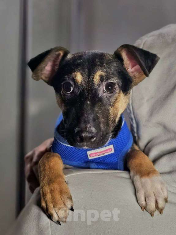 Собаки в Санкт-Петербурге: Лёлик и Болик. Очень ждут своего человека Мальчик, Бесплатно - фото 2