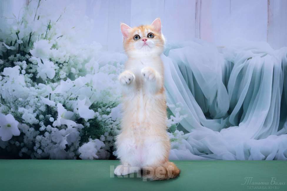 Кошки в Мытищах: Британские котята золотая шиншилла Девочка, 35 000 руб. - фото 4