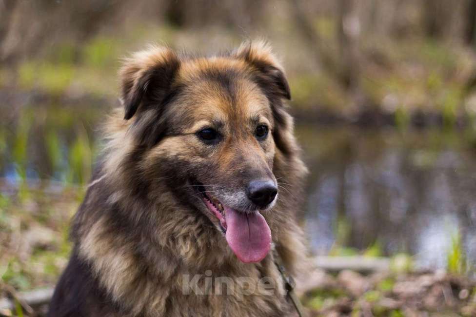 Собаки в Москве: Герда Девочка, Бесплатно - фото 3