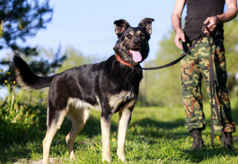 Собаки в Москве: Очень ласковая и общительная собака Марта ищет дом Девочка, 1 руб. - фото 4