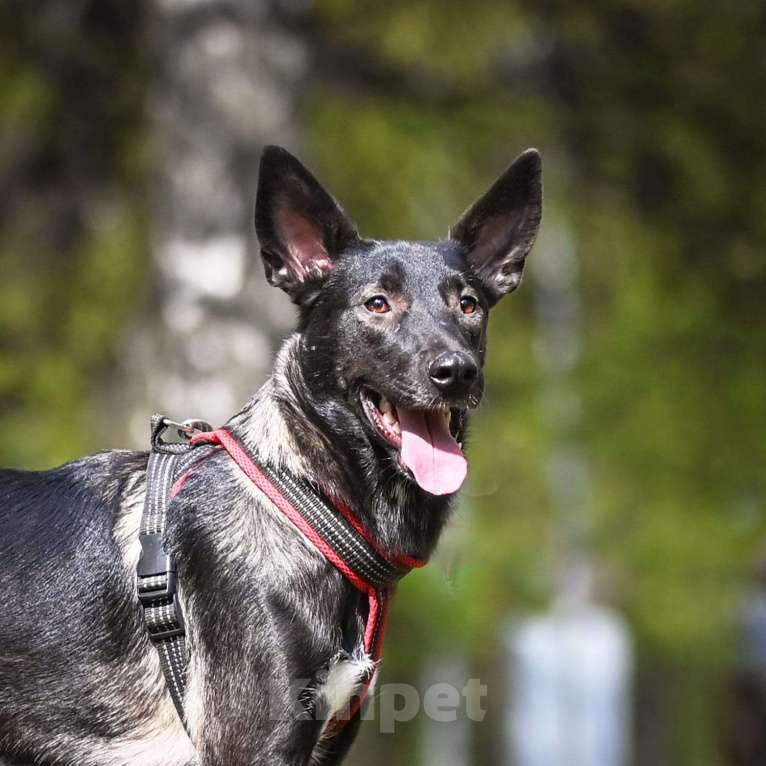 Собаки в Москве: Собака бесплатно. Москва и МО. Майя. Девочка, Бесплатно - фото 5