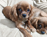 Собаки в Москве: Щенки Кавалер Кинг Чарльз спаниель Мальчик, 80 000 руб. - фото 4