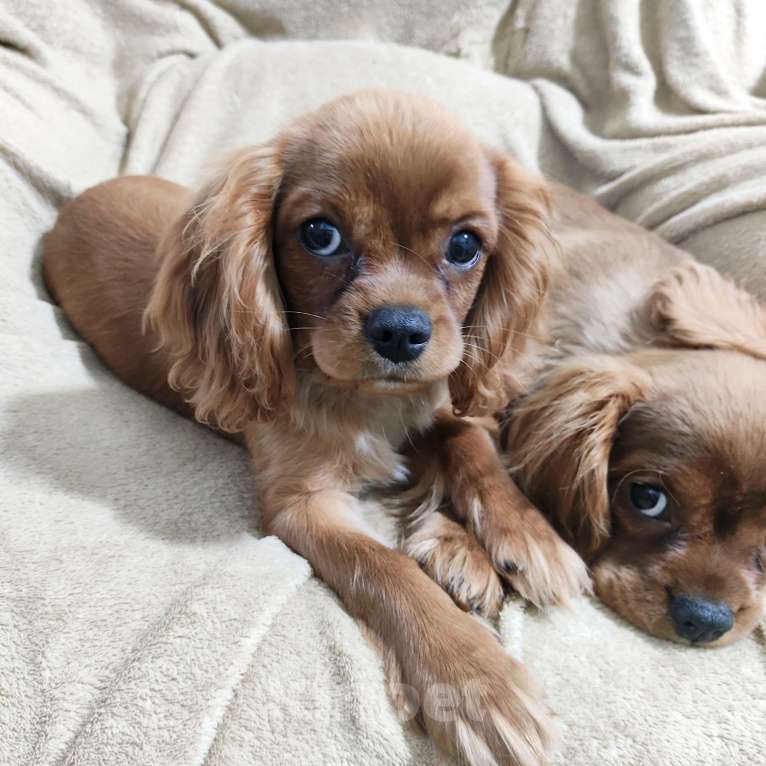 Собаки в Москве: Щенки Кавалер Кинг Чарльз спаниель Мальчик, 80 000 руб. - фото 4