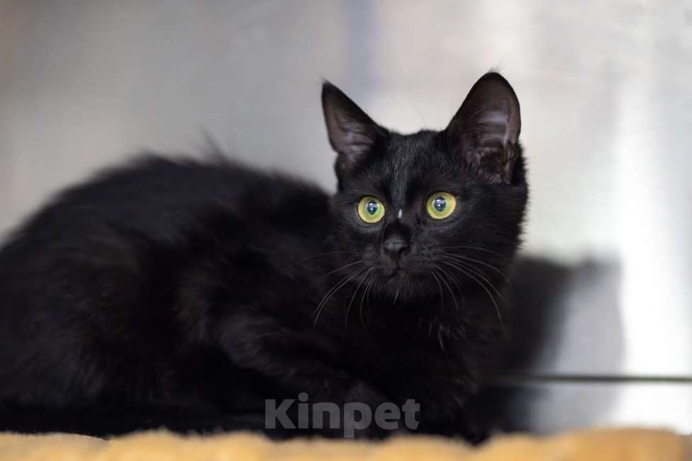 Кошки в Москве: Мистер Котлета Мальчик, Бесплатно - фото 3