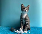 Кошки в Санкт-Петербурге: Очень эмоциональный котёнок Мальчик, Бесплатно - фото 10