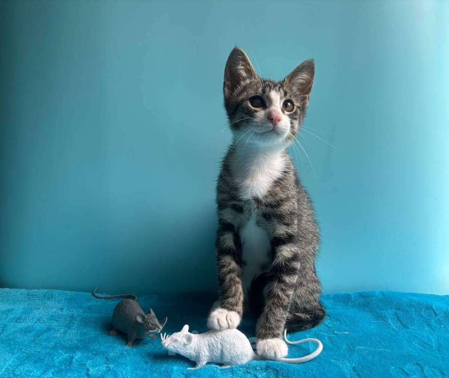 Кошки в Санкт-Петербурге: Очень эмоциональный котёнок Мальчик, Бесплатно - фото 10