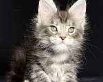 Кошки в других городах Московской области: Кокетка в серебряной шубке Девочка, 30 000 руб. - фото 2