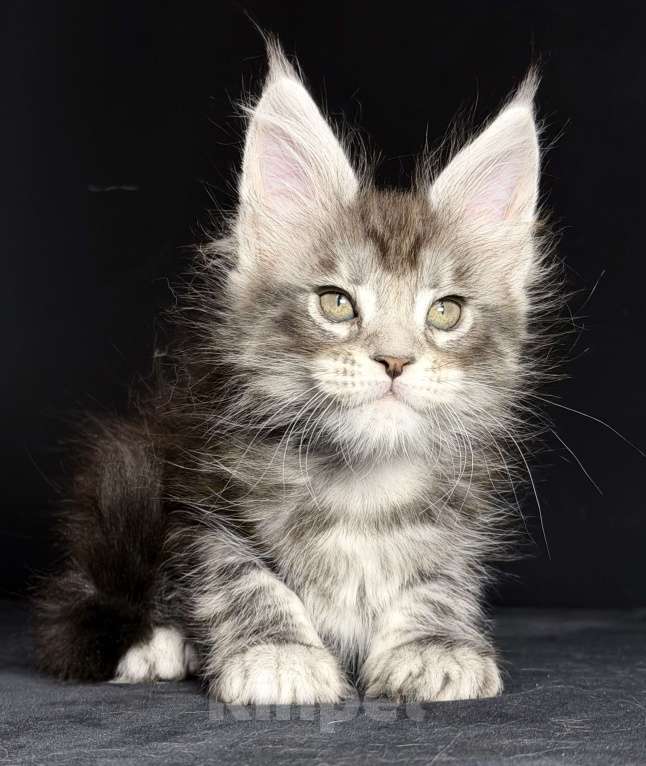 Кошки в других городах Московской области: Кокетка в серебряной шубке Девочка, 30 000 руб. - фото 2