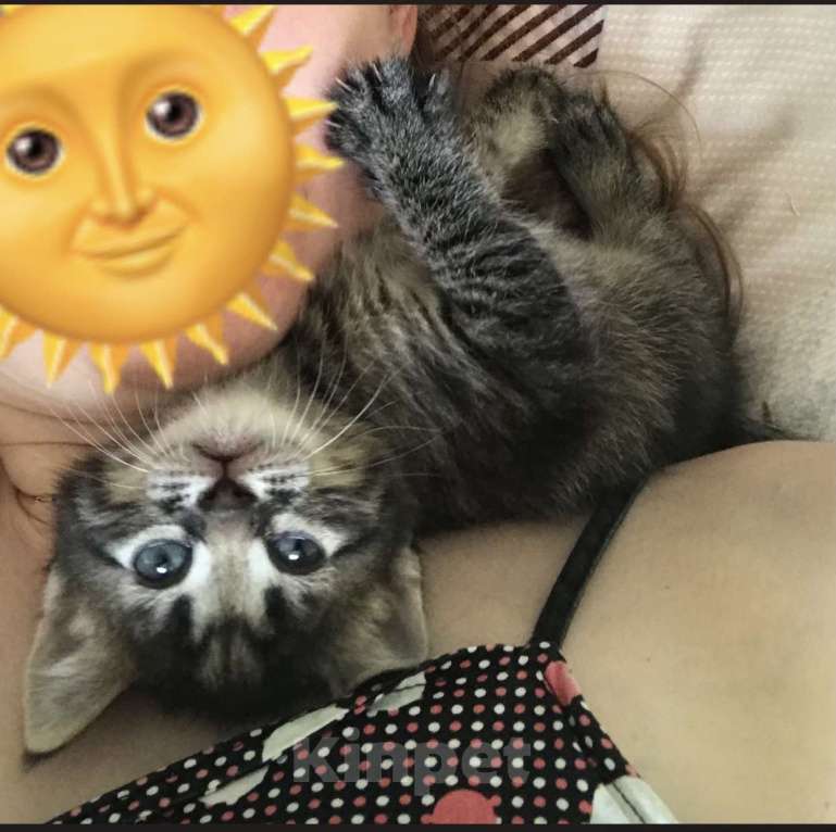 Кошки в Ростове-на-Дону: Котик в добрые ручки))) Мальчик, 10 руб. - фото 1
