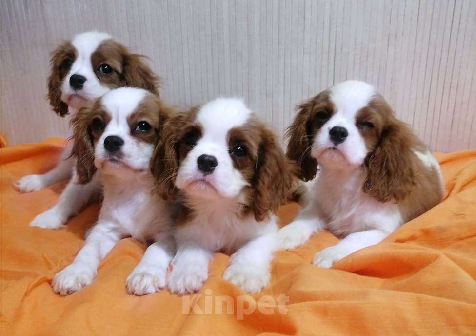 Собаки в Москве: Щенки Кавалер Кинг Чарльз спаниель 2 мес. Мальчик, 90 000 руб. - фото 2