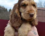 Собаки в Зеленограде: Английский кокер спаниель щенки Мальчик, 30 000 руб. - фото 3