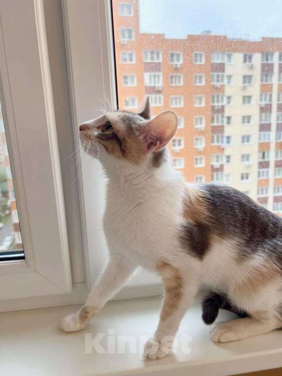 Кошки в Москве: Лика - трехцветная, нежная, теплая, добрая кошка в добрые руки Девочка, Бесплатно - фото 3