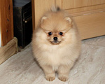 Собаки в Раменском: Девочка шпица Девочка, 50 000 руб. - фото 2
