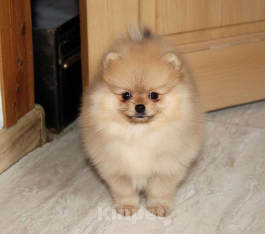 Собаки в Раменском: Девочка шпица Девочка, 50 000 руб. - фото 2