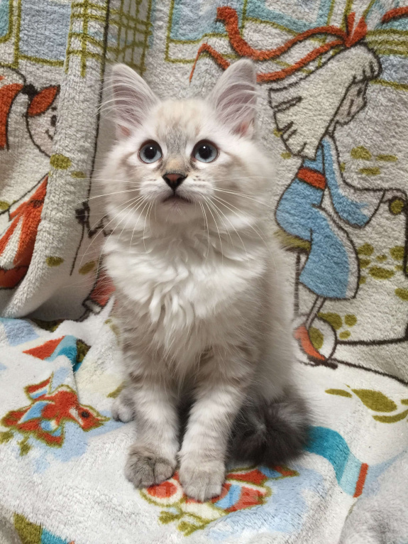 Кошки в Санкт-Петербурге: Невский маскарадный котёнок, кошка Девочка, 45 000 руб. - фото 1