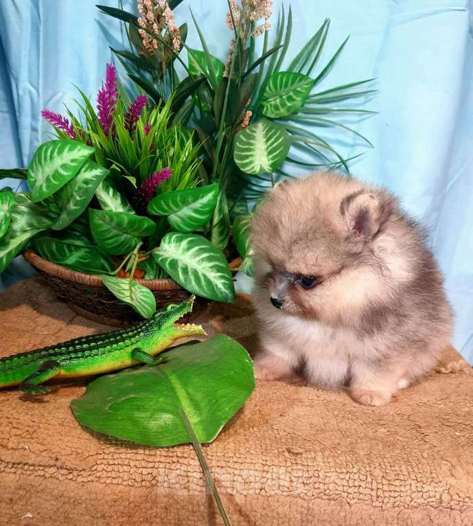 Собаки в других городах Московской области: Померанский шпиц мраморный окрас Мальчик, 30 000 руб. - фото 2