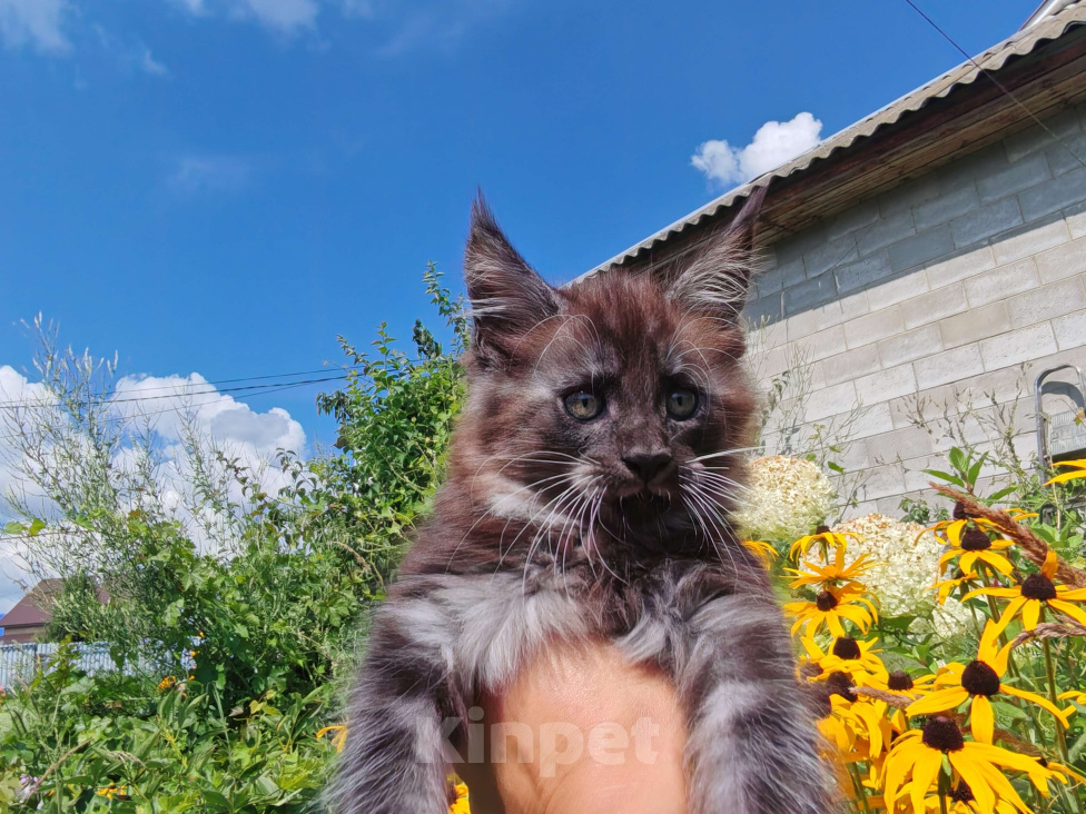 Кошки в Москве: Милашка в белых носочках Мальчик, 40 000 руб. - фото 3
