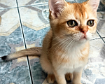 Кошки в Мытищах: Золотой тикированный  Мальчик, 12 000 руб. - фото 7