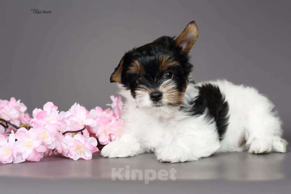 Собаки в Екатеринбурге: Бивер 1 девочка Девочка, 100 000 руб. - фото 3