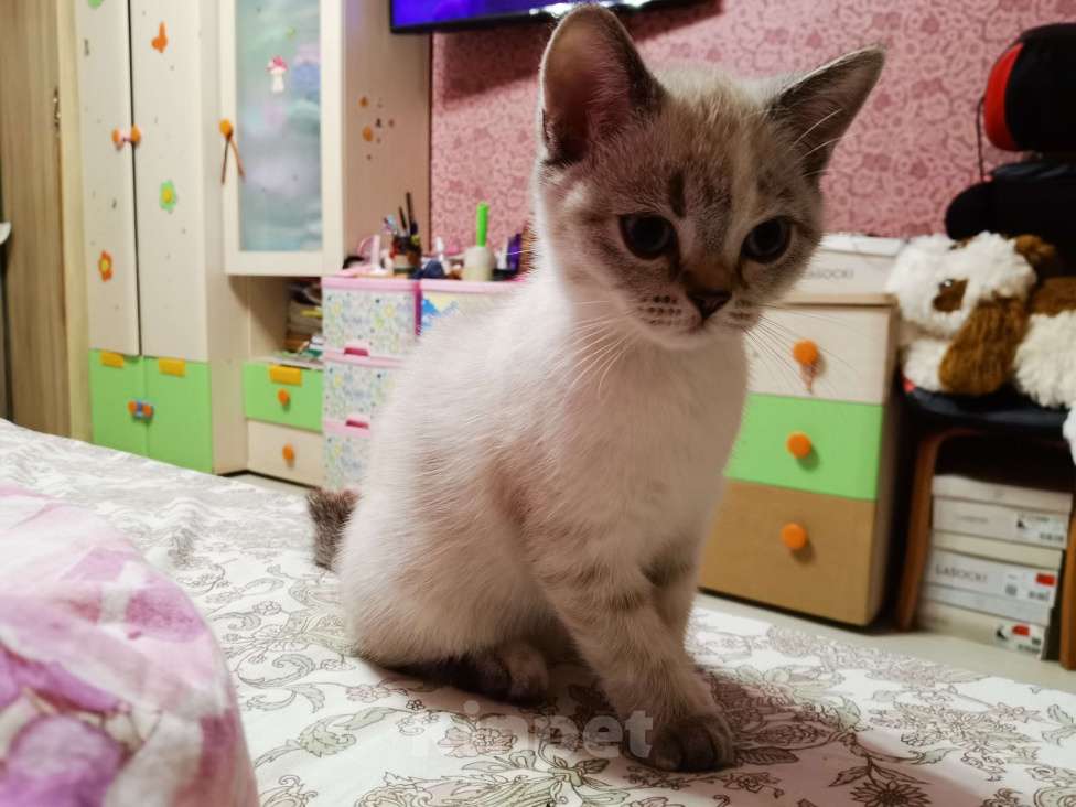 Кошки в Москве: Шотландские котята   Девочка, 12 000 руб. - фото 2