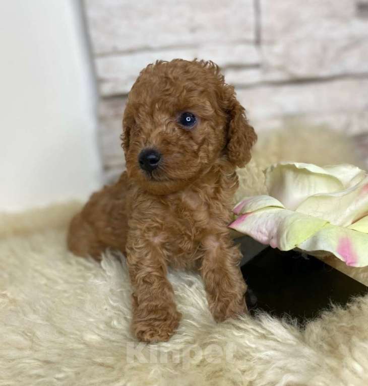 Собаки в Москве: Пудель  той девочки Девочка, 100 000 руб. - фото 8