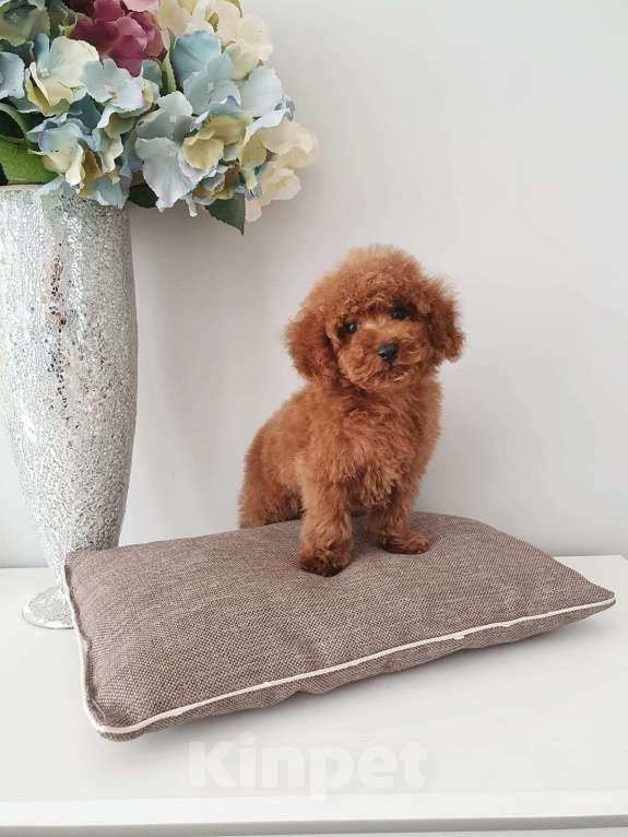 Собаки в Пятигорске: Той пудель  Мальчик, 45 000 руб. - фото 2