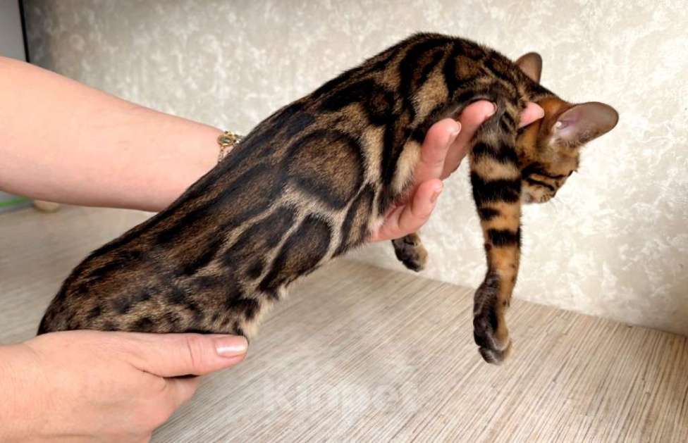 Кошки в Москве: Клубные бенгальские котята - девочка Девочка, 50 000 руб. - фото 2