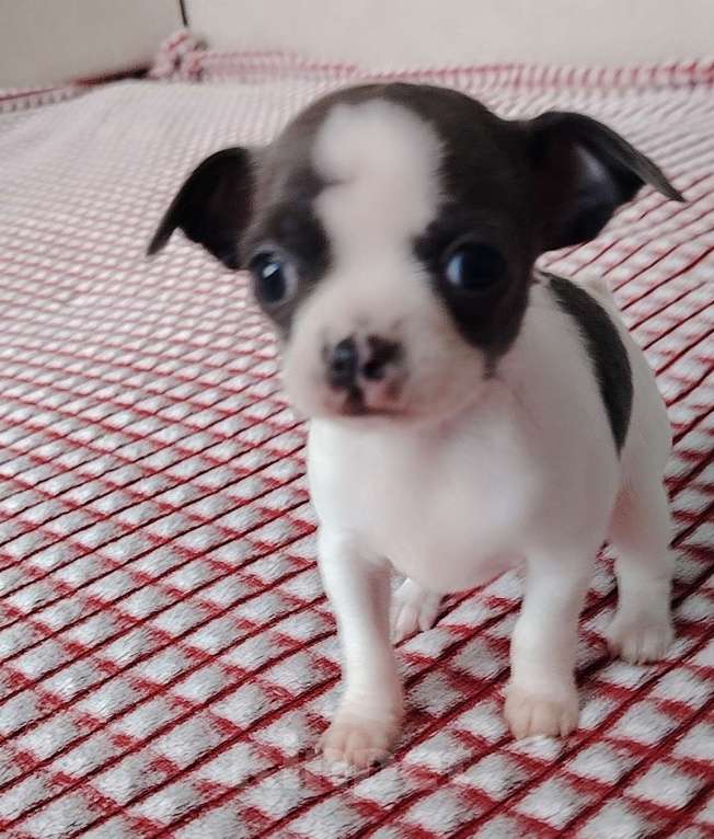 Собаки в Санкт-Петербурге: Чихуахуа Девочка, 30 000 руб. - фото 1