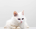 Кошки в Москве: Кошка Эмма в добрые руки Девочка, Бесплатно - фото 2