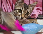 Кошки в Долгопрудном: Котёнок из приюта мечтает о доме Девочка, Бесплатно - фото 8