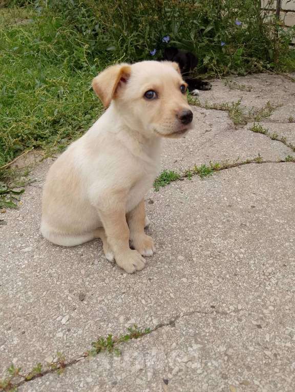 Собаки в Кинели: Щенок в добрые руки Девочка, 1 000 руб. - фото 3