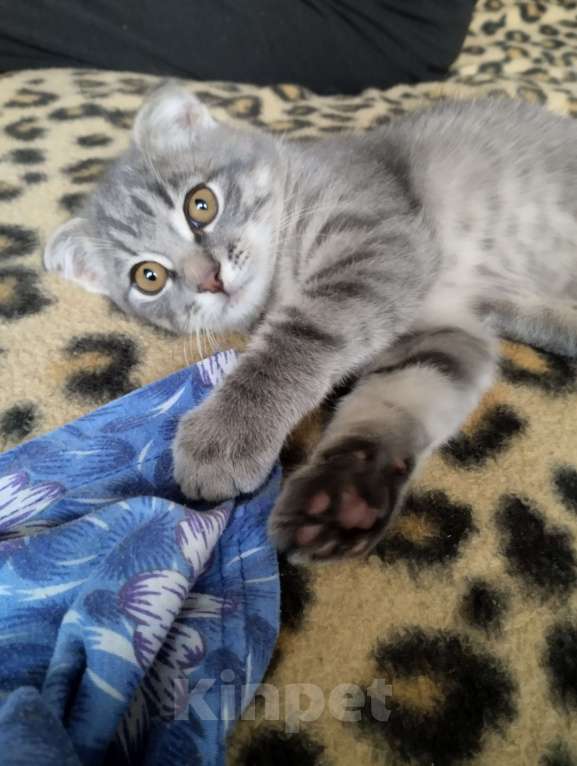 Кошки в Казани: Отдам в добрые руки котёнка 3 месяца мальчик.  Мальчик, Бесплатно - фото 2