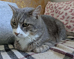 Кошки в Санкт-Петербурге: Кот в добрые руки Мальчик, Бесплатно - фото 2