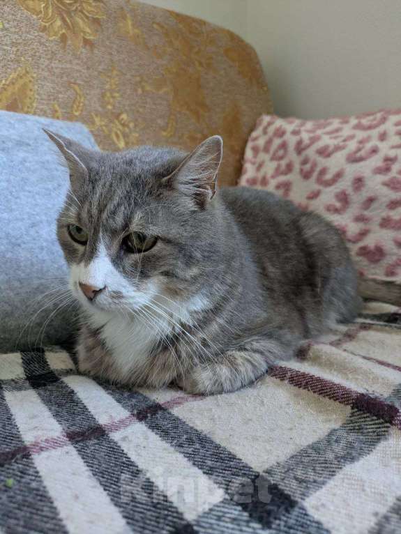 Кошки в Санкт-Петербурге: Кот в добрые руки Мальчик, Бесплатно - фото 2