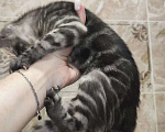 Кошки в Туле: Бенгальский котенок - розетка на серебре. Мини пантера Мальчик, 30 000 руб. - фото 6