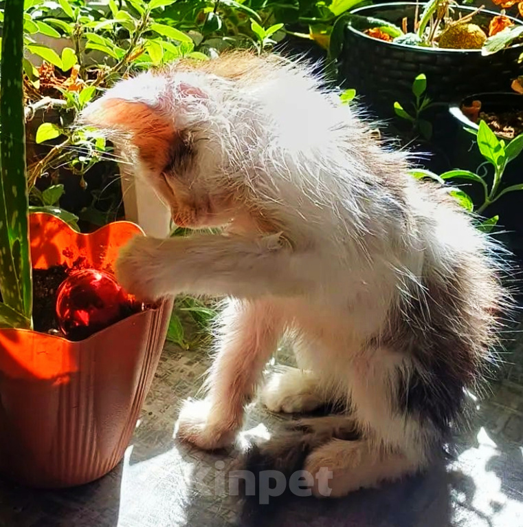 Кошки в Уфе: Котенок мальчик в добрые руки Мальчик, Бесплатно - фото 4