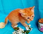 Кошки в Москве: Рыжий котенок в добрые руки.  1,5 мес Мальчик, Бесплатно - фото 6