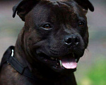 Собаки в Краснодаре: Кобель СТАФФИ вязки Мальчик, 40 000 руб. - фото 2