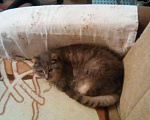 Кошки в Камызяке: У кошечки умерла хозяйка, Бесплатно - фото 5