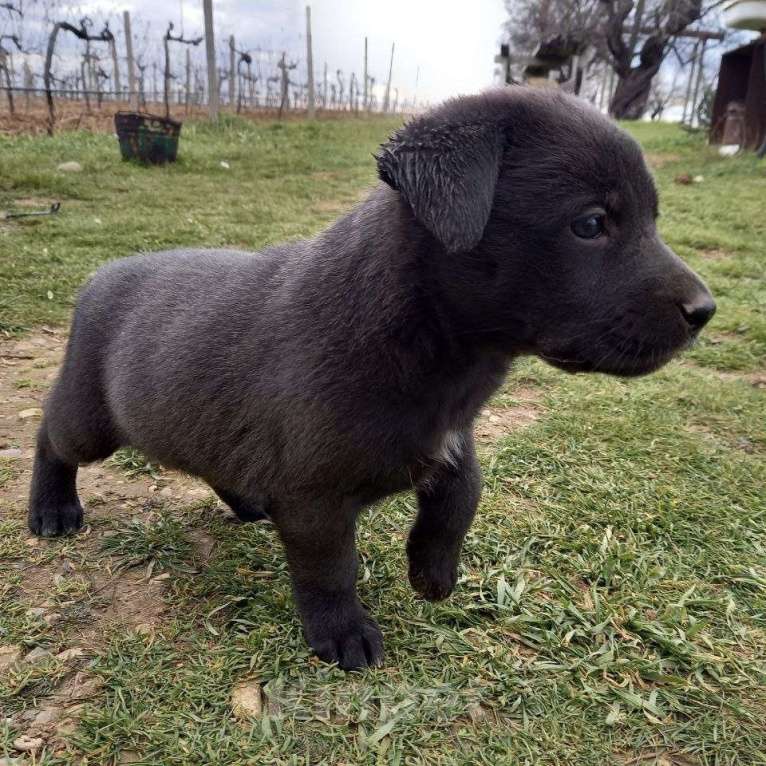 Собаки в других городах Крыма: ищем заботливых хозяев Девочка, Бесплатно - фото 2